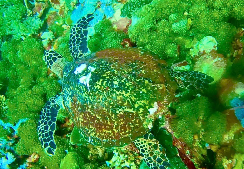 Turtle Verde Island Dive Expedition February 2022